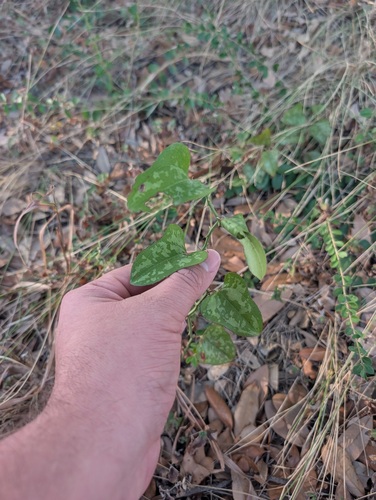 Smilax bona-nox, photograph 3
