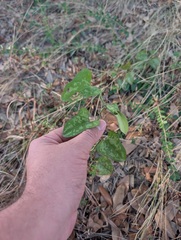 (c) Grant Foster, some rights reserved (CC BY) Smilax bona-nox, photograph (c) Grant Foster, some rights reserved (CC BY)