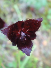 Calochortus occidentalis