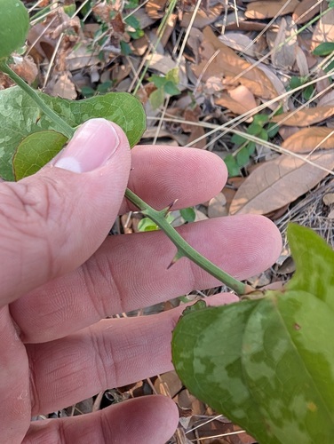 Smilax bona-nox, photograph 4