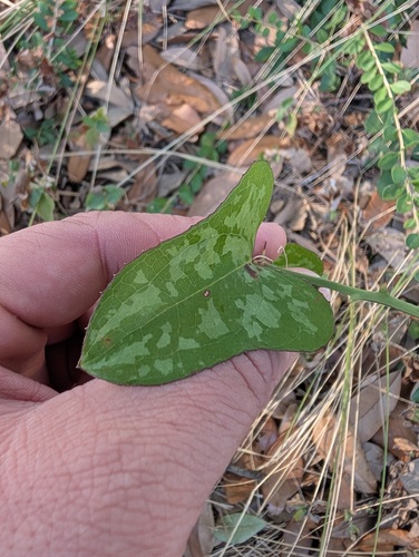Smilax bona-nox, photograph 5