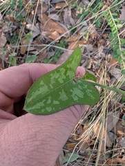 (c) Grant Foster, some rights reserved (CC BY) Smilax bona-nox, photograph (c) Grant Foster, some rights reserved (CC BY)