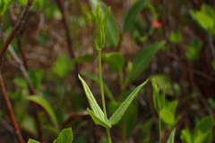 Lysimachia asperulifolia