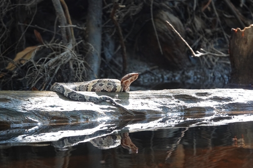 Northern Cottonmouth