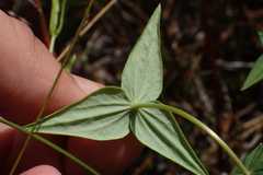 Lysimachia asperulifolia