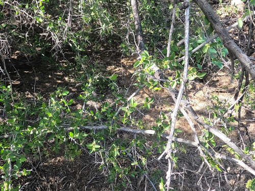 Celtis pallida