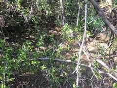 Celtis pallida