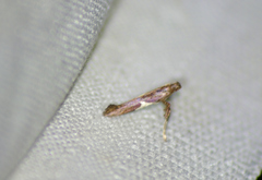 Caloptilia stigmatella