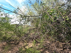 Celtis reticulata