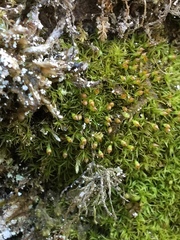 Amphidium lapponicum