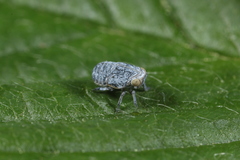 Scorlupella discolor