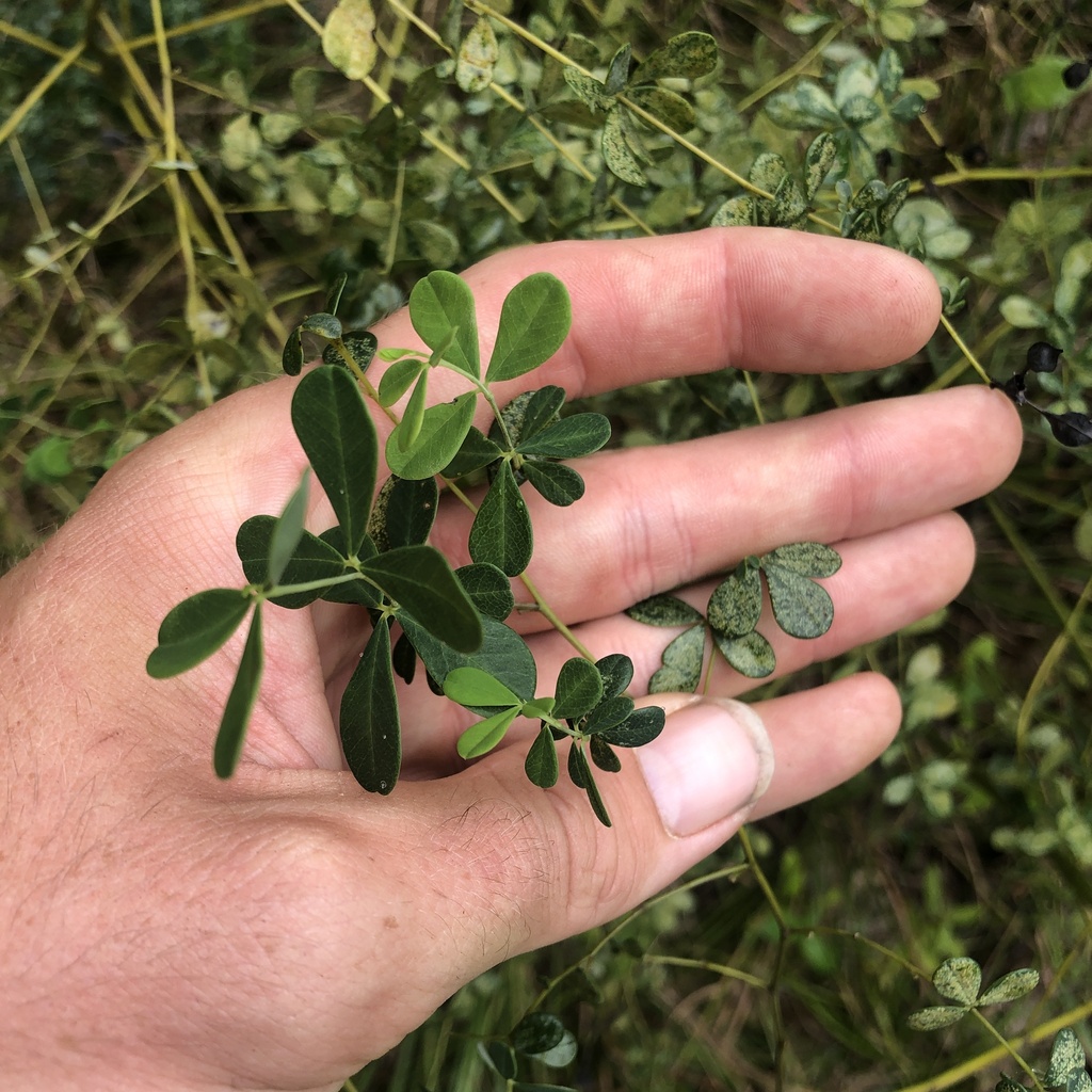 Baptisia tinctoria; photograph (c) Andrew Conboy, some rights reserved (CC BY)