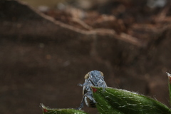 Scorlupella discolor