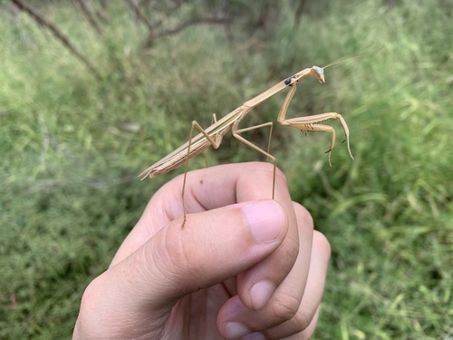 Purple-winged Mantis photo 5