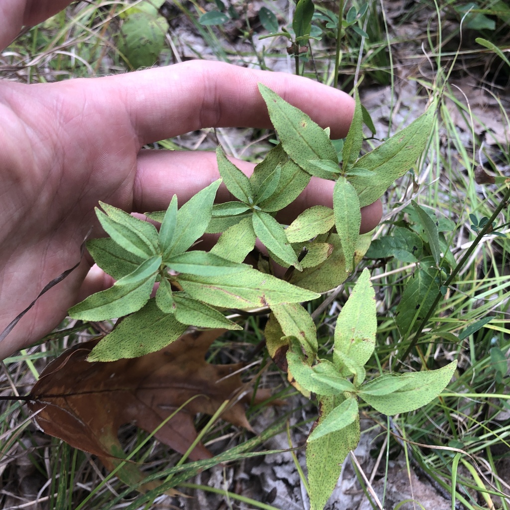 Lysimachia quadrifolia; photograph (c) Andrew Conboy, some rights reserved (CC BY)
