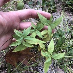 Lysimachia quadrifolia