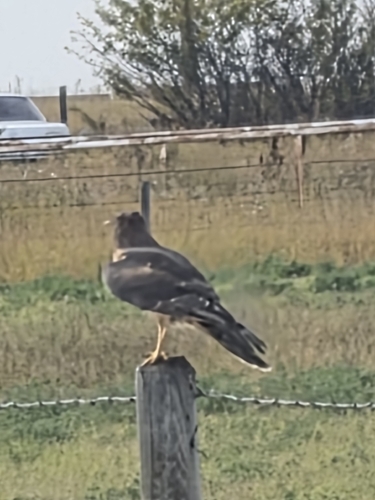 Northern Harrier