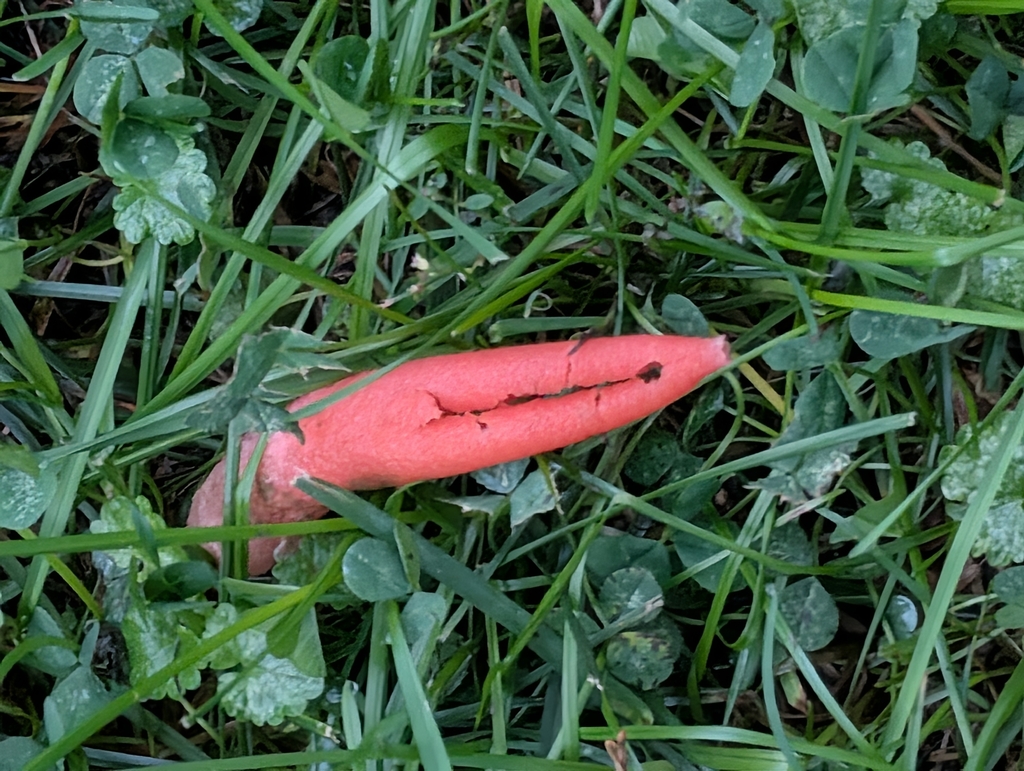 devil's dipstick · September 2026 · photo: Photo: (c) Bryan Rennick, some rights reserved (CC BY) · iNaturalist