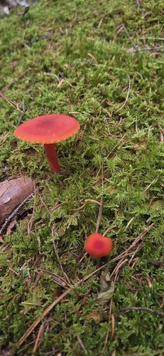 Waxcaps