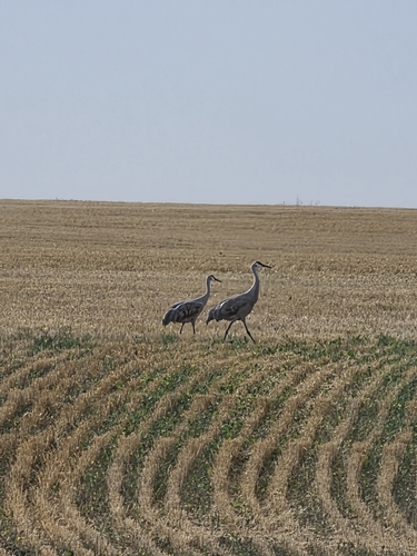 Sandhill Crane