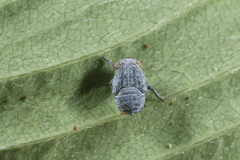 Scorlupella discolor
