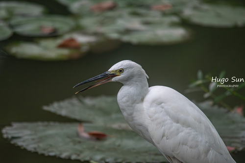 Little Egret
