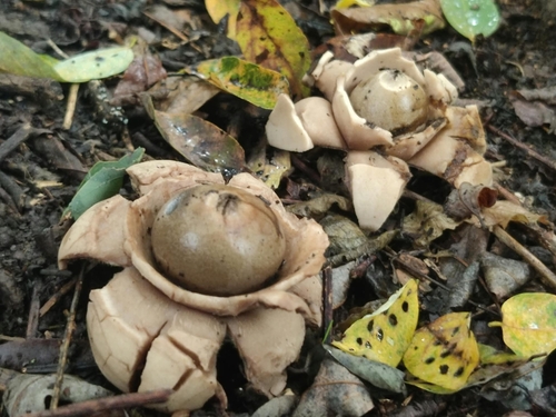 Collared Earthstar