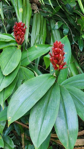 Crêpe ginger