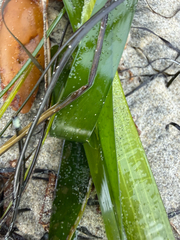 Zostera marina, photograph (c) Rachel Lee Harper, some rights reserved (CC BY)