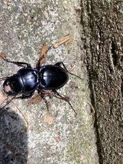 Pasimachus elongatus