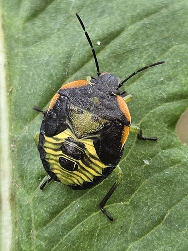 Green Stink Bug