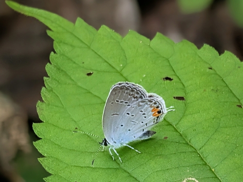 Eastern Tailed-Blue