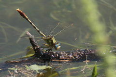 Arigomphus lentulus