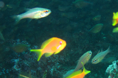 Ostorhinchus apogonoides