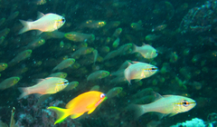 Ostorhinchus apogonoides