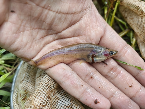 Striped glass catfish