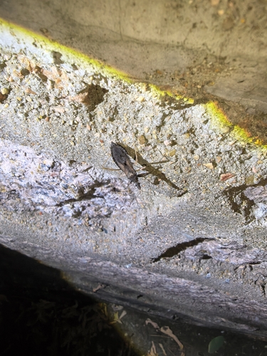 Oncocephalus breviscutum