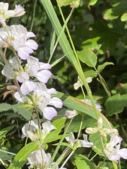 Collinsia multicolor