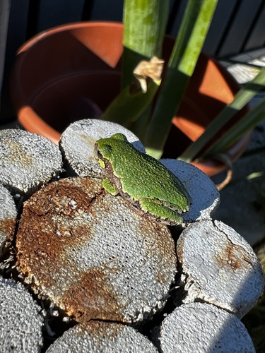 Gray Treefrog