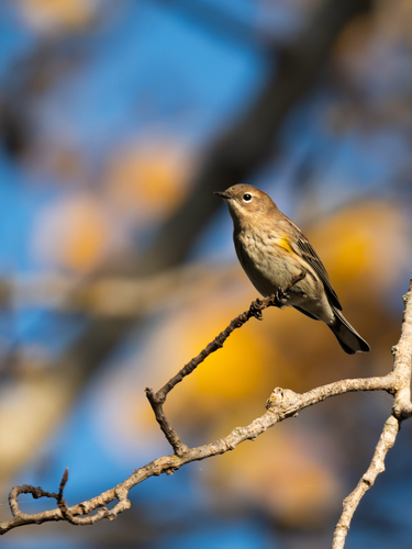 Yellow-rumped Warbler