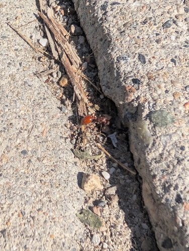 Manica invidia