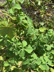 Momordica charantia image