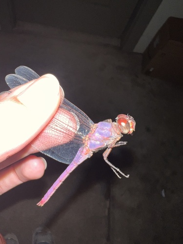 Roseate Skimmer