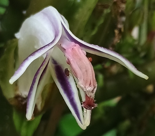 Cyanea grimesiana observed 2026-09-20