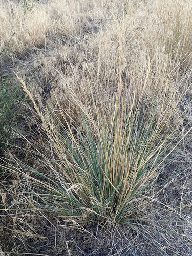 Poa secunda observed 2026-09-20