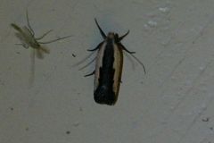 Dichomeris serrativittella