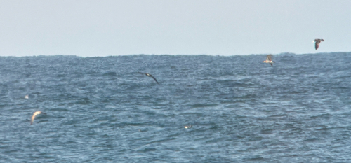 Black-tailed Gull