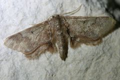 Idaea furciferata