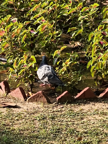 Feral Pigeon