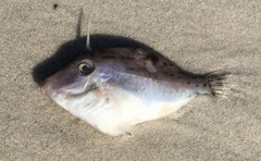 Arotrolepis filicauda